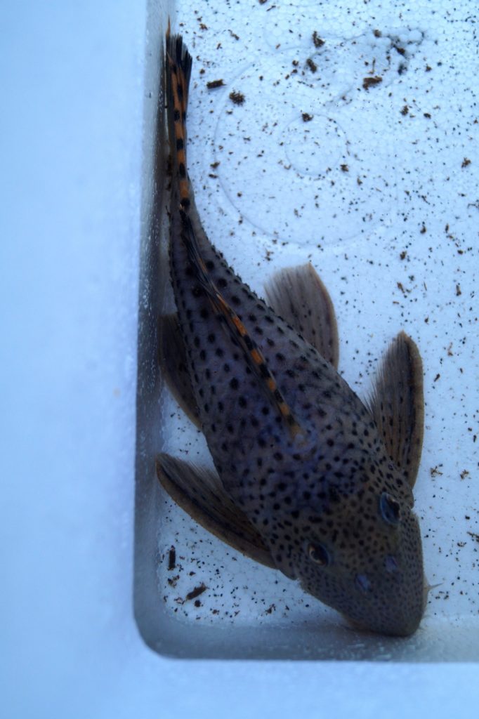 Leporacanthicus triactis "L91" - female breeding report