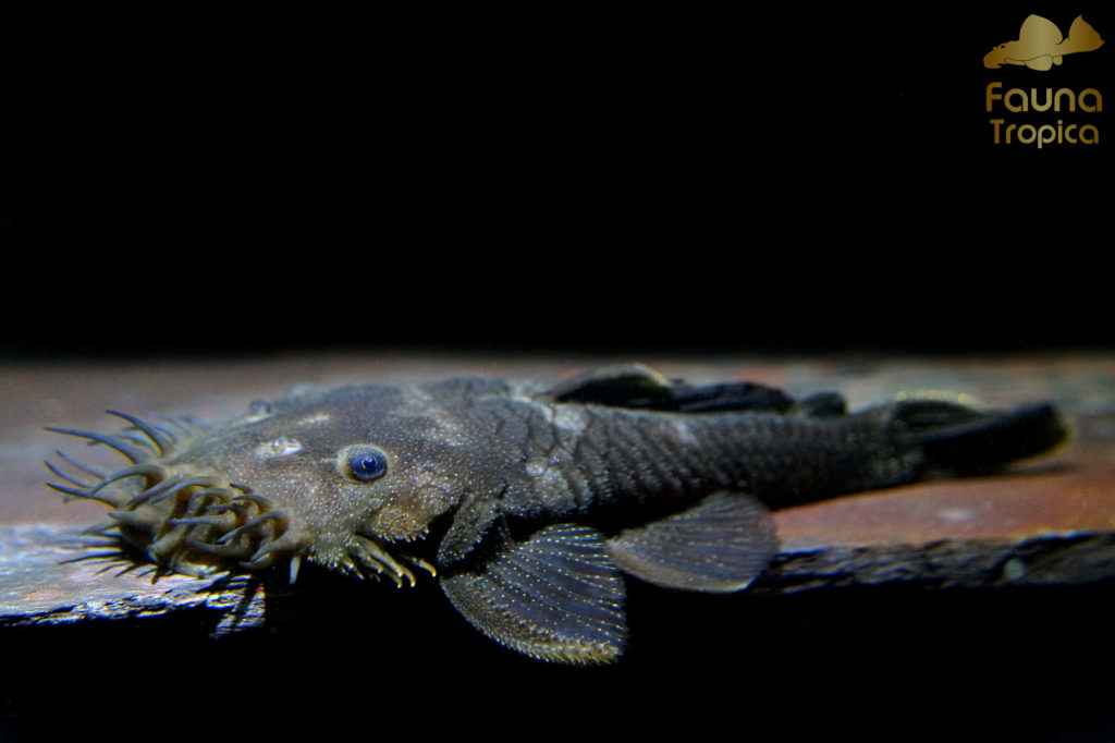 Ancistrus cf. ranunculus "spotted" - puntjes patroon op het lichaam