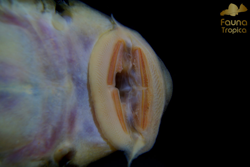 Chaetostoma brevilabiatum - mouth