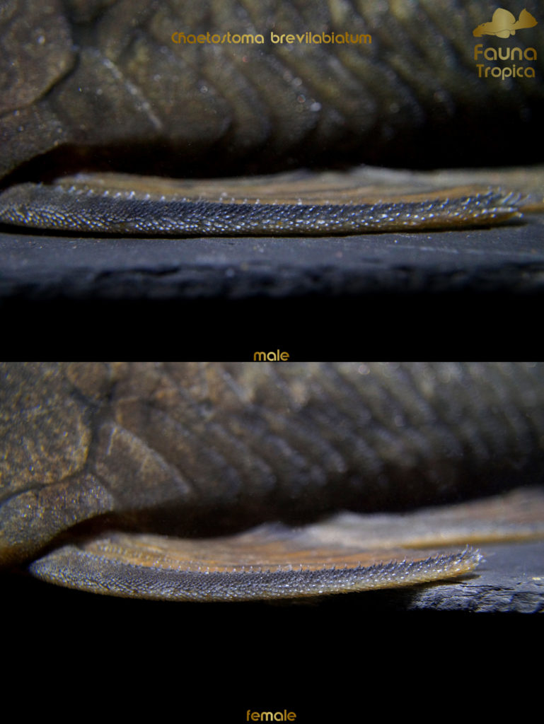 Chaetostoma brevilabiatum - odontodes on pectoral fins male and female