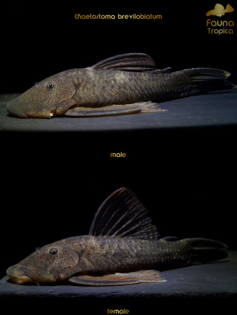 Chaetostoma brevilabiatum - side view male and female