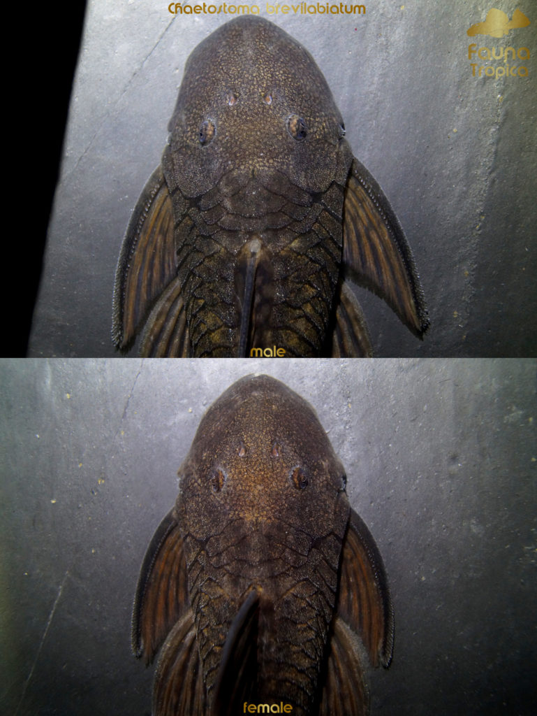 Chaetostoma brevilabiatum - top view head male and female