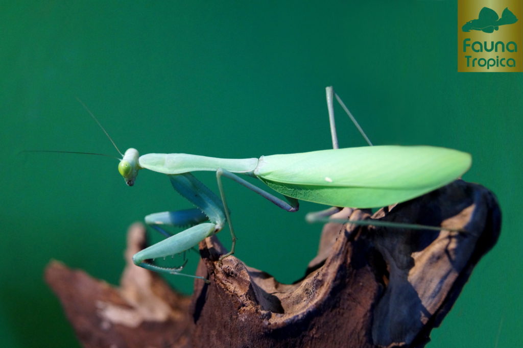 Hierodula membranacea - green female