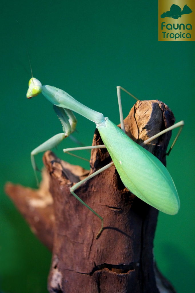 Hierodula membranacea - green female