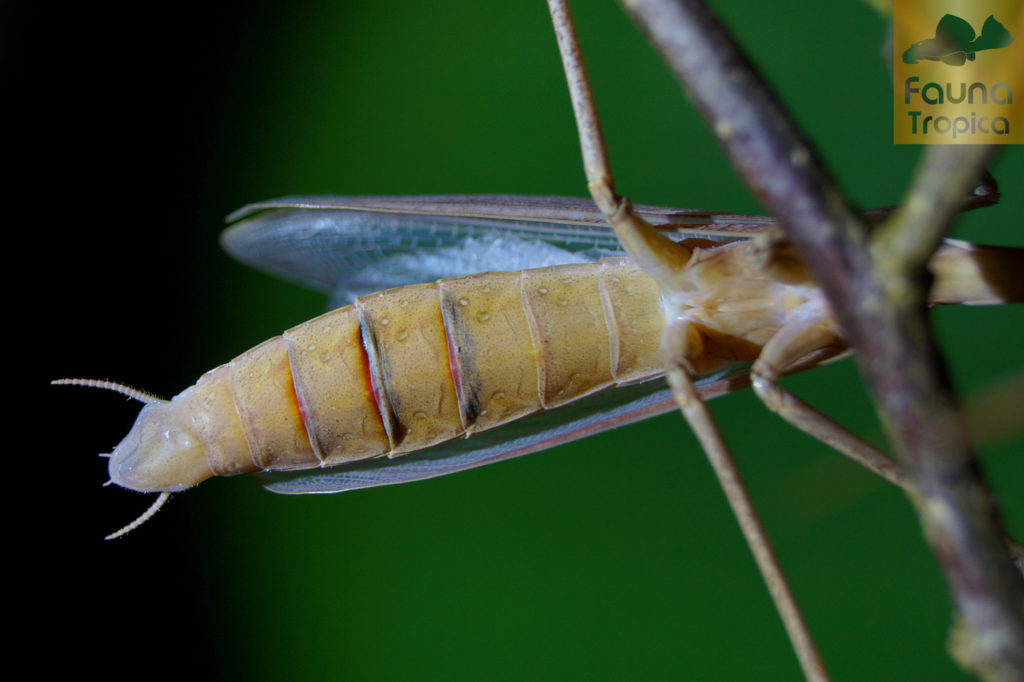 Hierodula membranacea - male abdomen segments