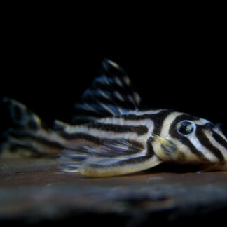 Hypancistrus zebra "L46"