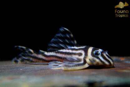 Hypancistrus zebra "L46" - black and white striped "zebra" pattern