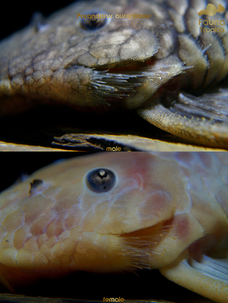 Parancistrus aurantiacus - odontodes on gills male and female