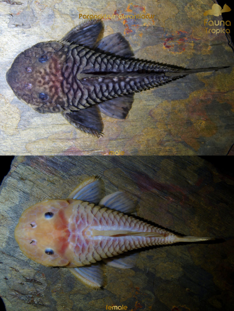 Parancistrus aurantiacus - top view male and female