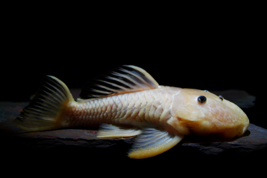 Parancistrus aurantiacus - white coloration with black stains