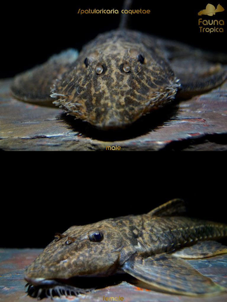 Spatuloricaria caquetae - front view head male and female