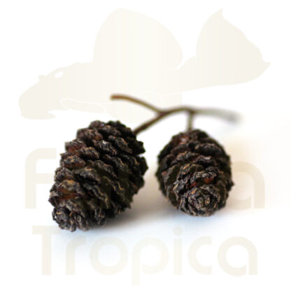 Alder cones