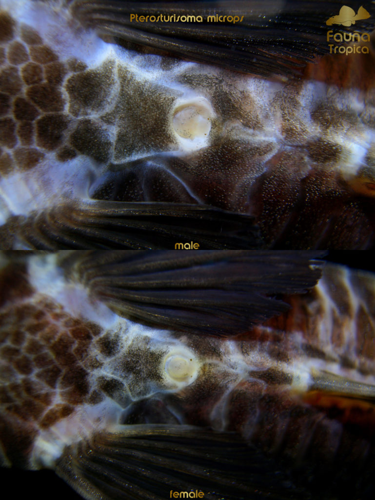 Pterosturisoma microps - genital papilla male and female