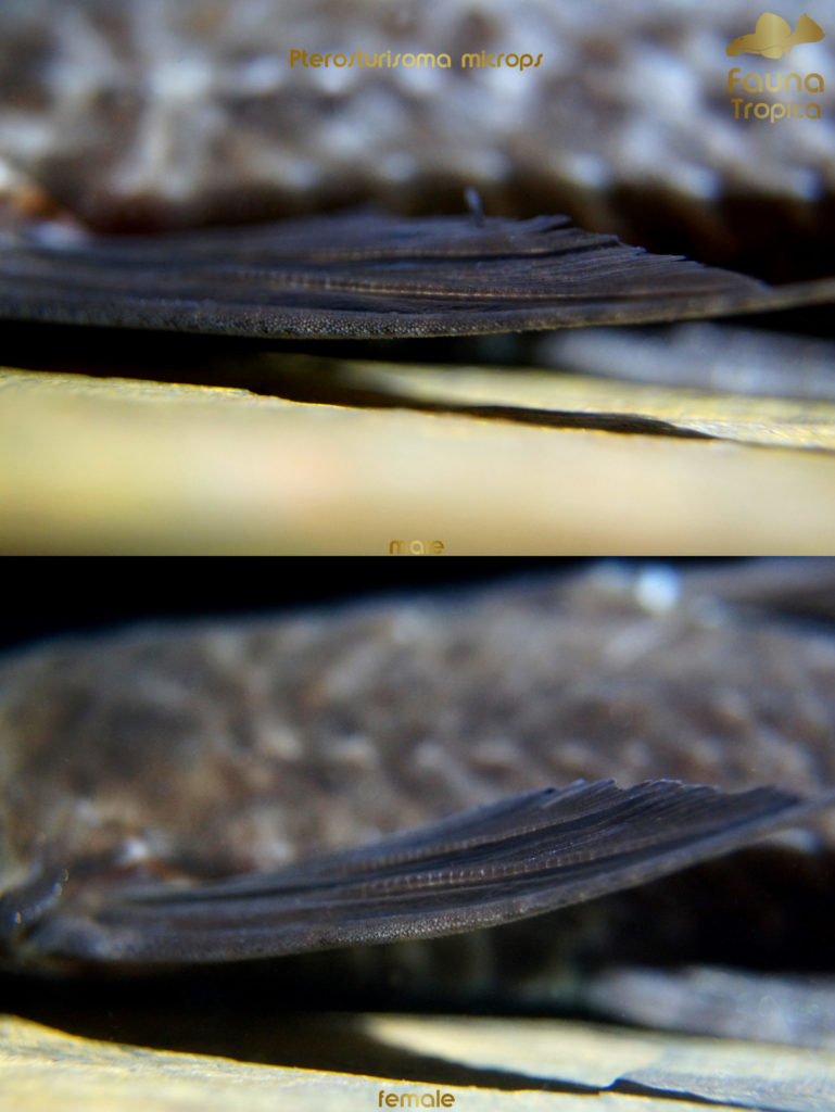 Pterosturisoma microps - pectoral fins male and female