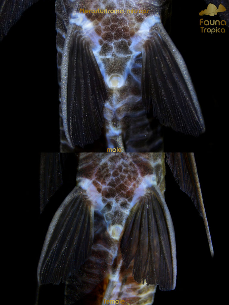 Pterosturisoma microps - pelvic fins male and female