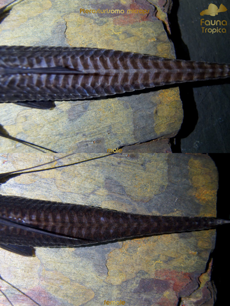 Pterosturisoma microps - top view tail male and female