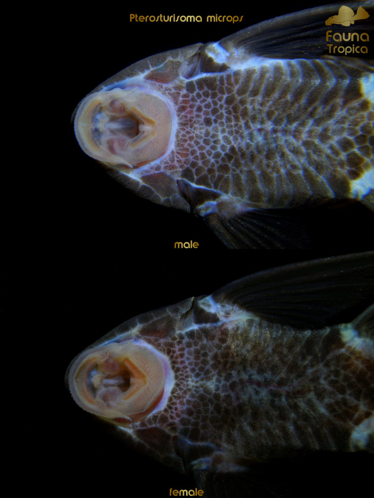Pterosturisoma microps - ventral view head male and female