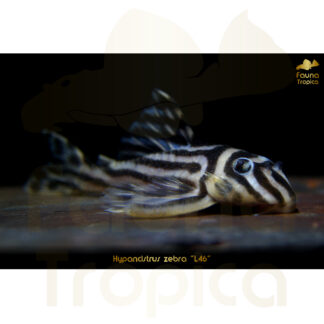 Hypancistrus zebra "L46" poster 60 x 40 cm