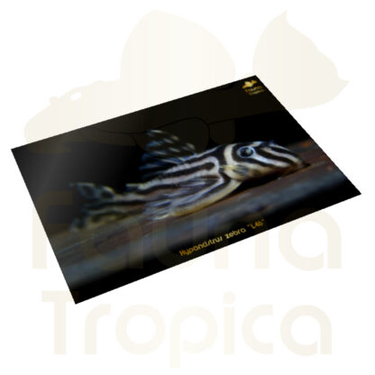 Hypancistrus zebra "L46" poster plat