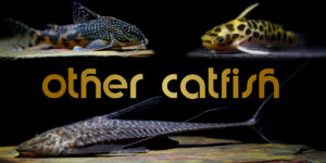 other catfish