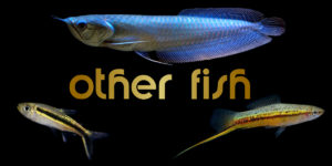 other fish
