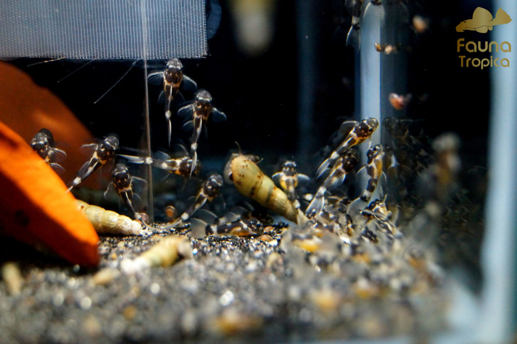 Pseudacanthicus leopardus - fry in the breeding box