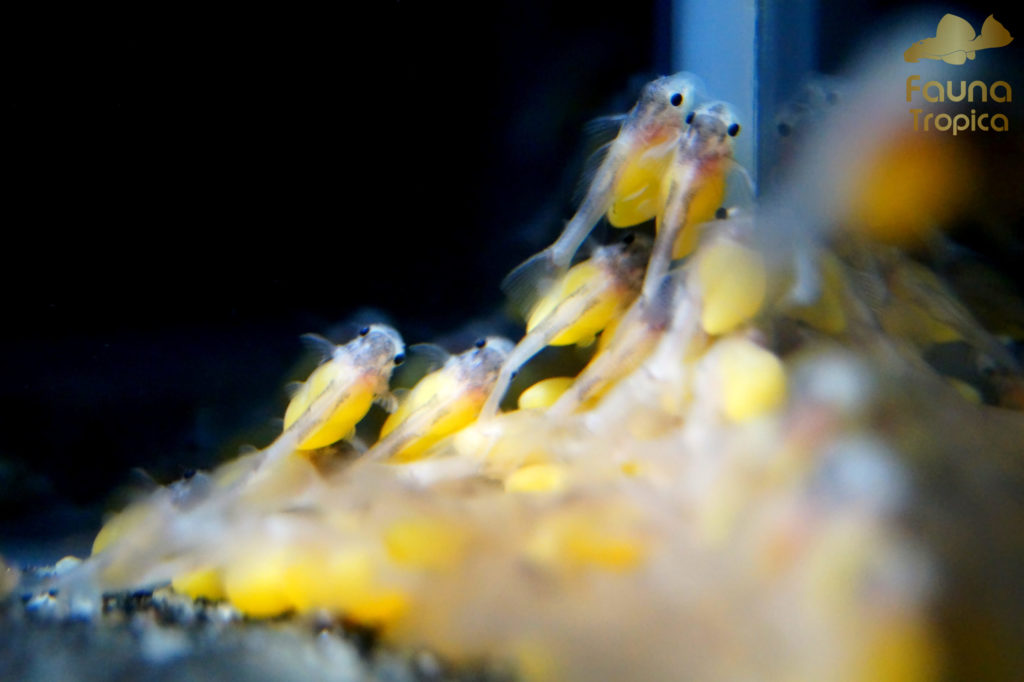 Pseudacanthicus leopardus - larvae with yolk sacs