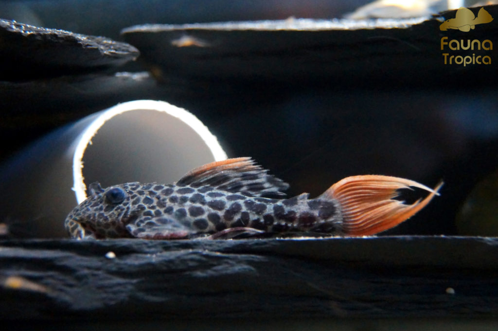 Pseudacanthicus leopardus - youngster in a grow-out tank