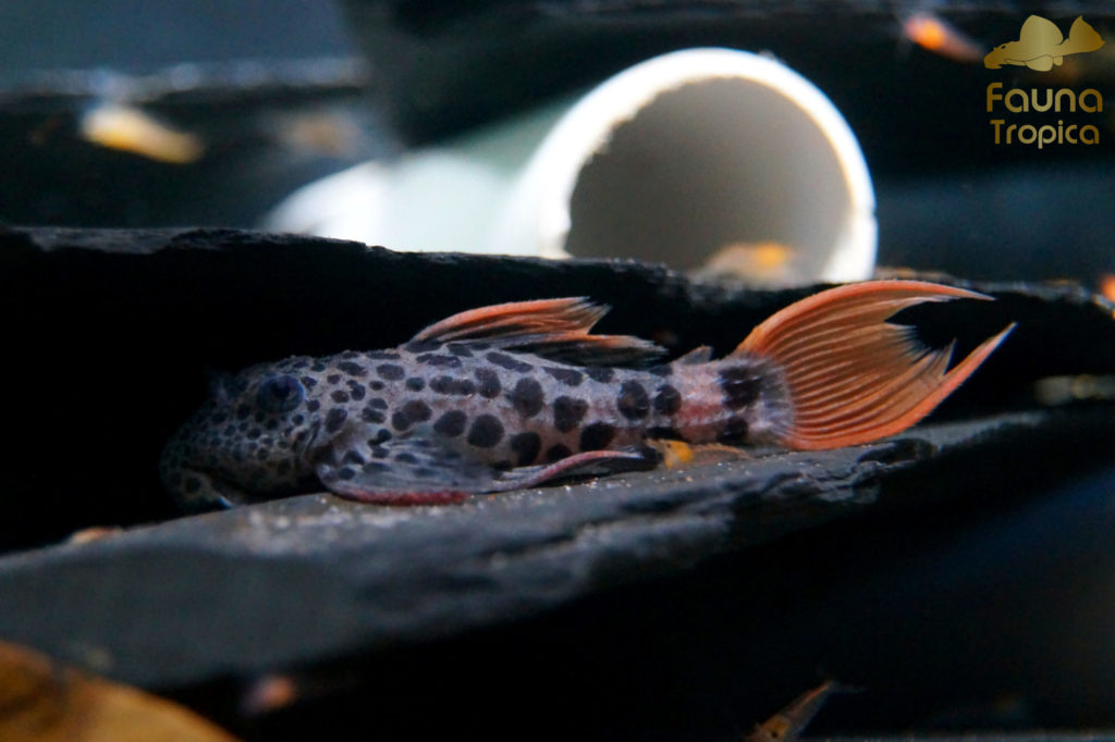 Pseudacanthicus leopardus - youngster with abnormal pattern