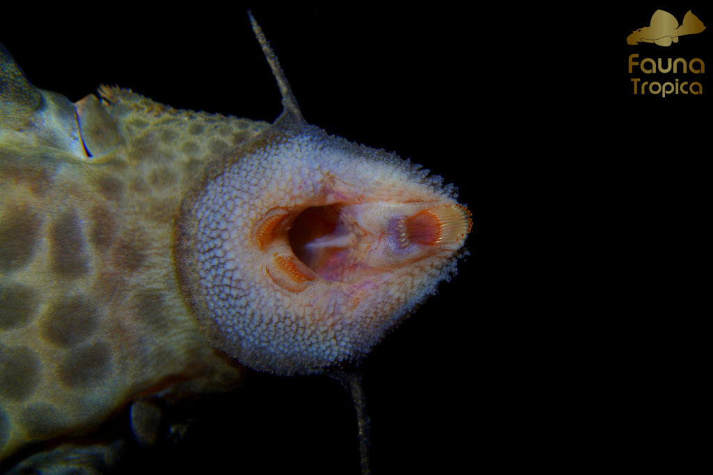 Pseudacanthicus sp. "L273" - mouth