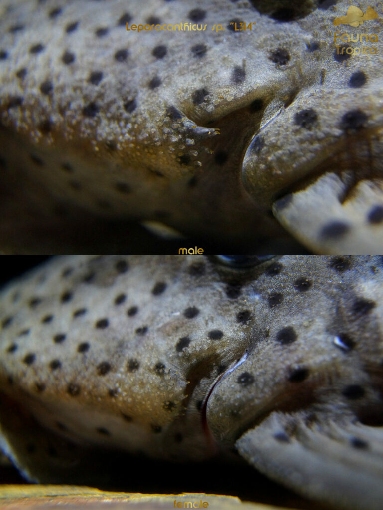 Leporacanthicus sp. "L314” - odontodes on gills male and female