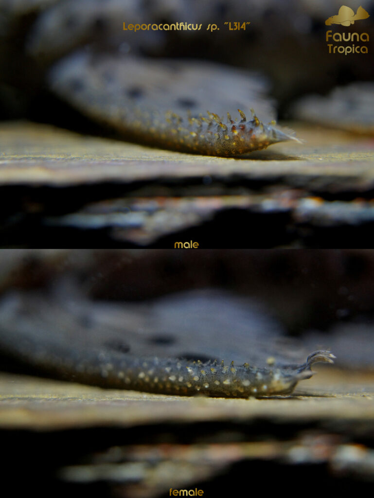 Leporacanthicus sp. "L314” - odontodes on pectoral fins male and female