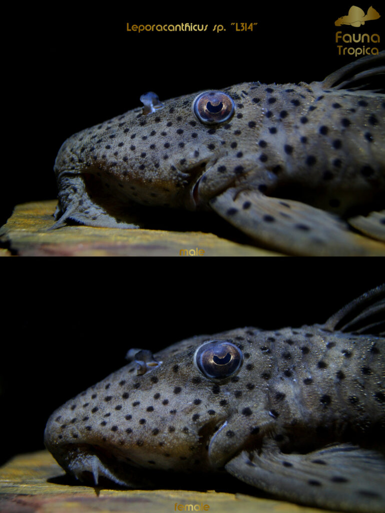 Leporacanthicus sp. "L314” – side view head male and female