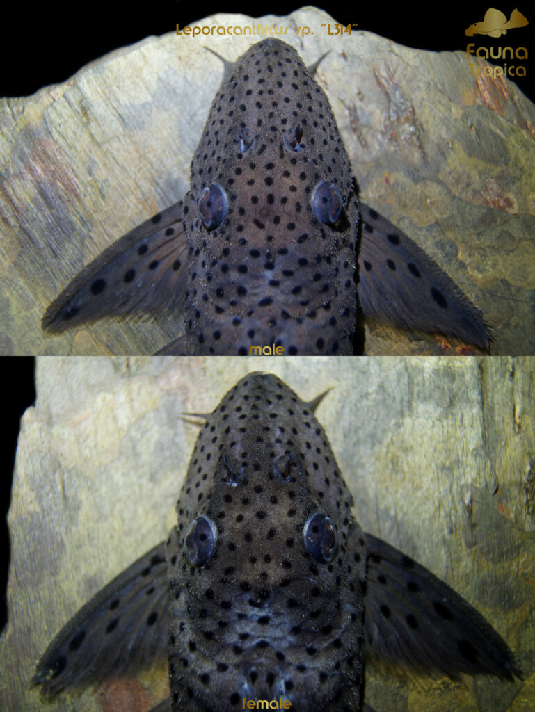 Leporacanthicus sp. "L314" - top view head male and female