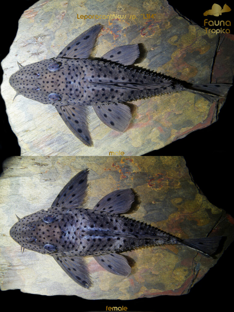 Leporacanthicus sp. "L314" - top view male and female