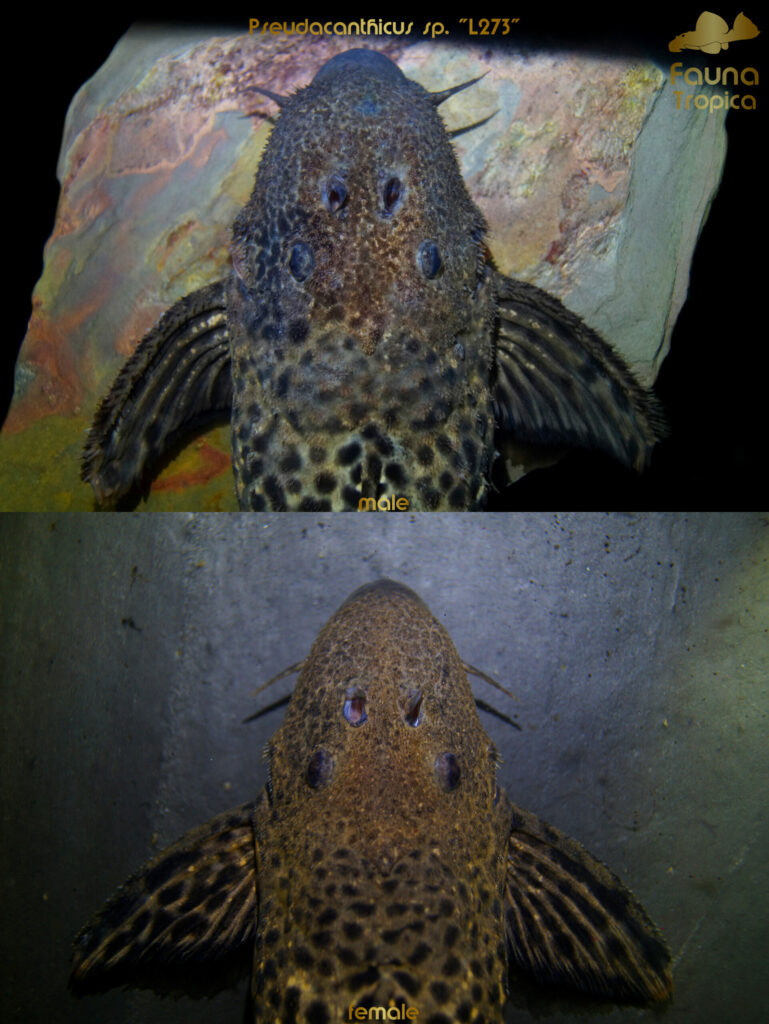 Pseudacanthicus sp. “L273” - top view head male and female