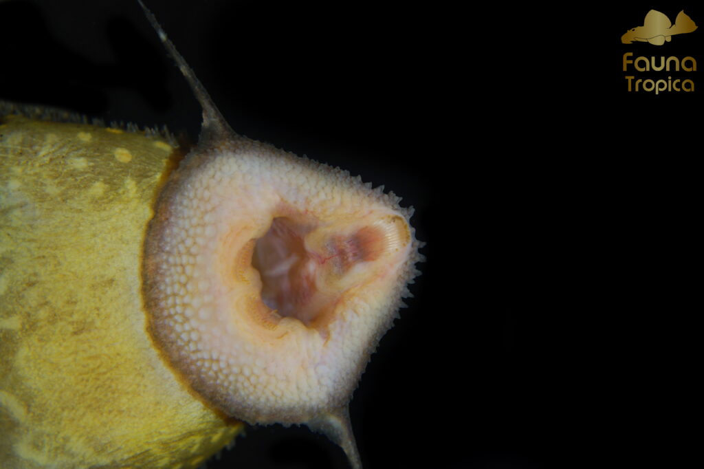Pseudacanthicus sp. “LDA105” – mouth