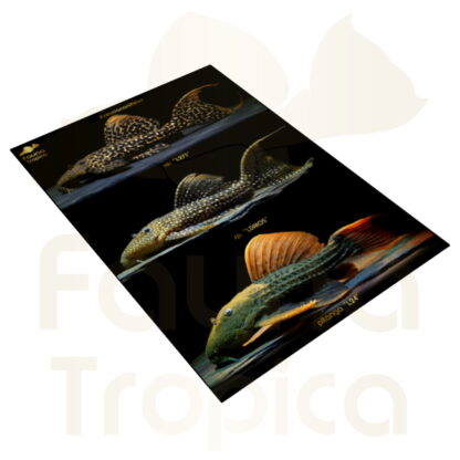 Pseudacanthicus collage poster Type 1 plat